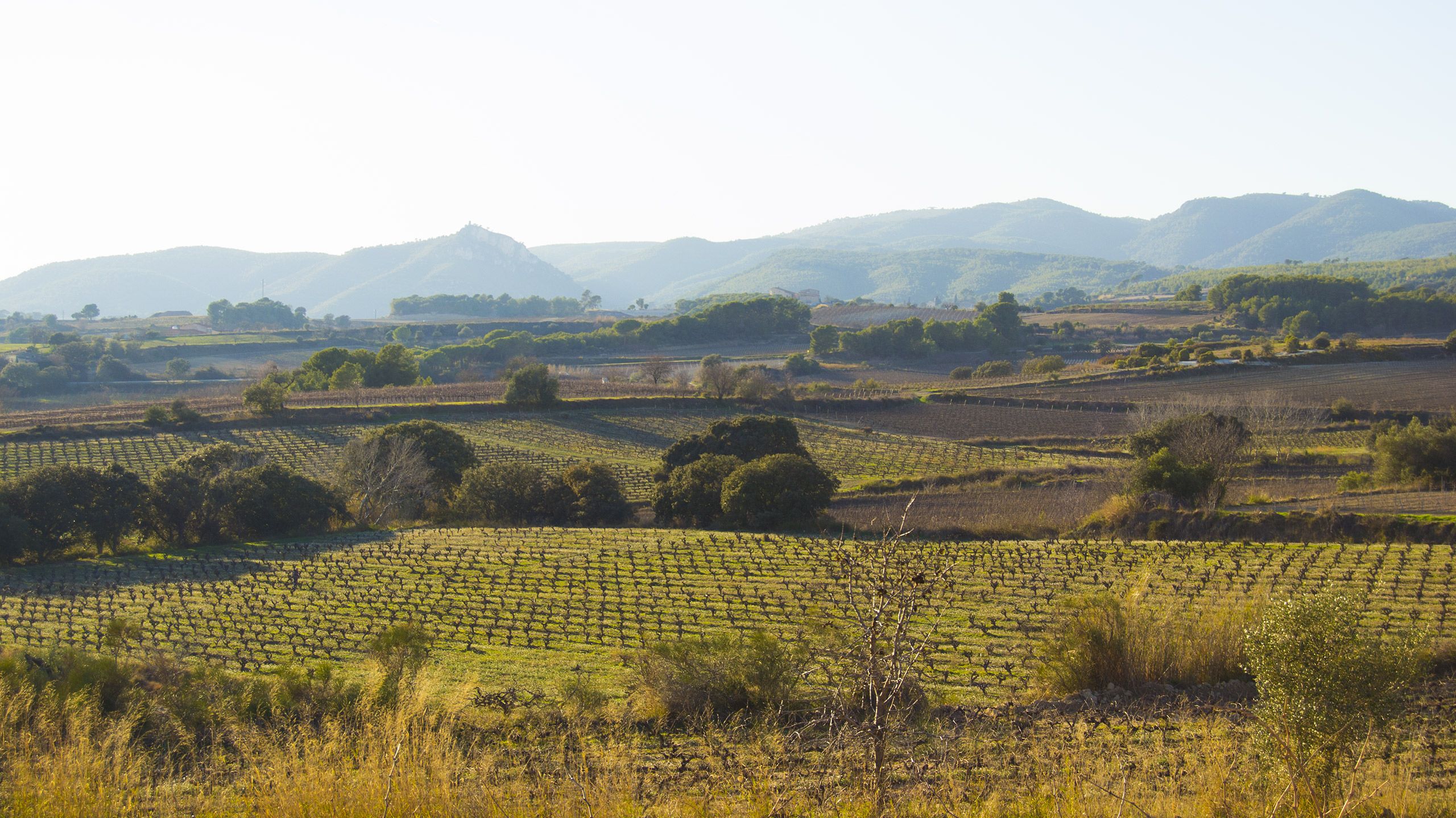 La región del Penedès image